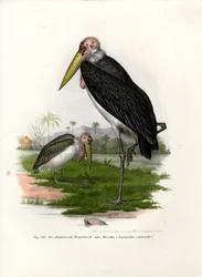 Marabu